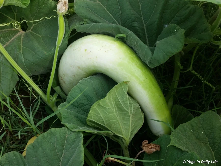 A good deshi variety of lauki